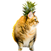Chat ananas Kawaii
