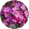 Pink cherry blossoms are beautiful to look at