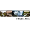 Waterfalls of Iceland