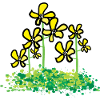 Canola flower