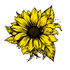 Handgezeichnete Sonnenblume, Sonnenblumensticker