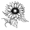 Hand-drawn sunflower, sunflower sticker