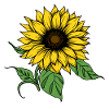 Hand-drawn sunflower, sunflower sticker