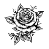 Summer Rose - Valentine's Day Rose