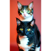Domestic short haired cats
