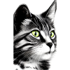 Domestic short haired cat