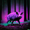 Tripp im Wald Wildschwein