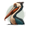 Pelican