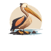 Pelican