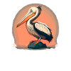 Pelican