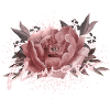 Flowers Pfingstrose Rosa