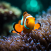 Fisch