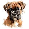 a cute boxer puppy