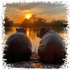 Two hippos enjoying the sunset