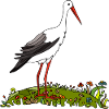 Stork bird