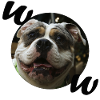 Bulldog