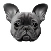 Dog Owner French Bulldog Dog