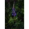 Lupin