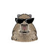 Capybara rodent