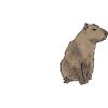 Capybara rodent