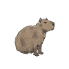 Capybara rodent