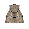 Capybara rodent