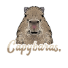 Capybara rodent
