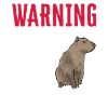 Capybara rodent