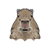 Capybara rodent