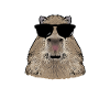 Capybara rodent