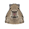 Capybara rodent