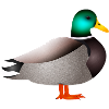 handgezeichnete männliche Ente Erpel oder Enterich