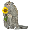 Monkey Sunflower Macaque
