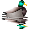 hand-drawn male duck in water