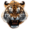 Tiger Face Aggressive