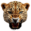Aggressive leopard