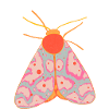 Small moth