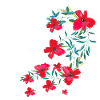 laurier-rose,fleur,lotus,vigne,floral,fleurs