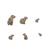 Capybara rodent