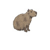 Capybara rodent