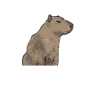 Capybara rodent