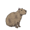 Capybara rodent