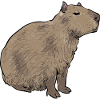 Capybara rodent