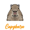 Capybara rodent