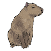 Capybara rodent