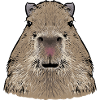 Capybara rodent
