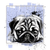 Mops Hund