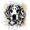 Dalmatian