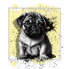 Pug Dog