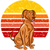 Retro Vizsla Dog